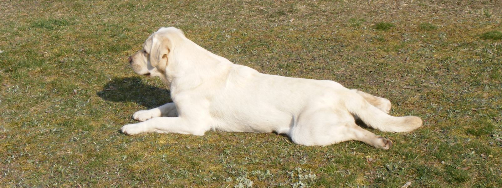 Labrador z Hodowli Perfect Breed