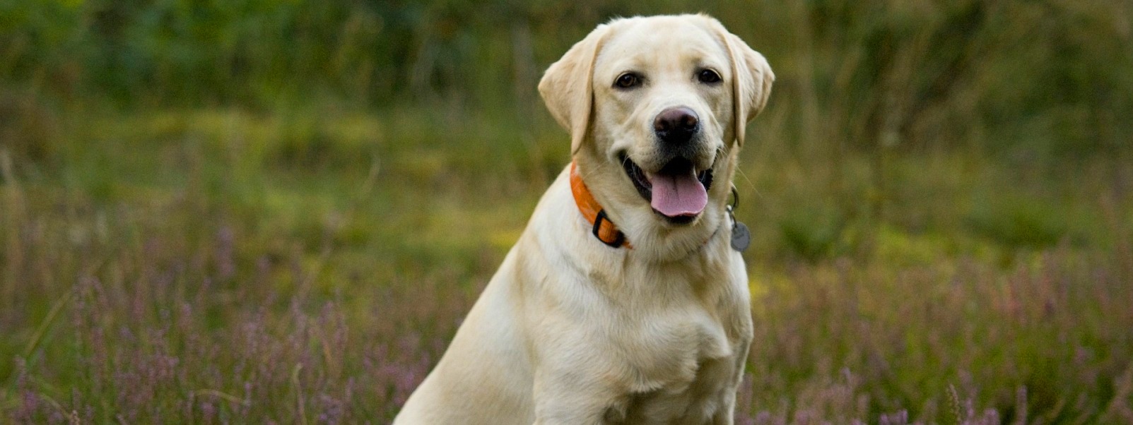 Labrador retriever z hodowli psów rasowych Perfect Breed