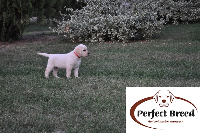 FREDY Perfect Breed