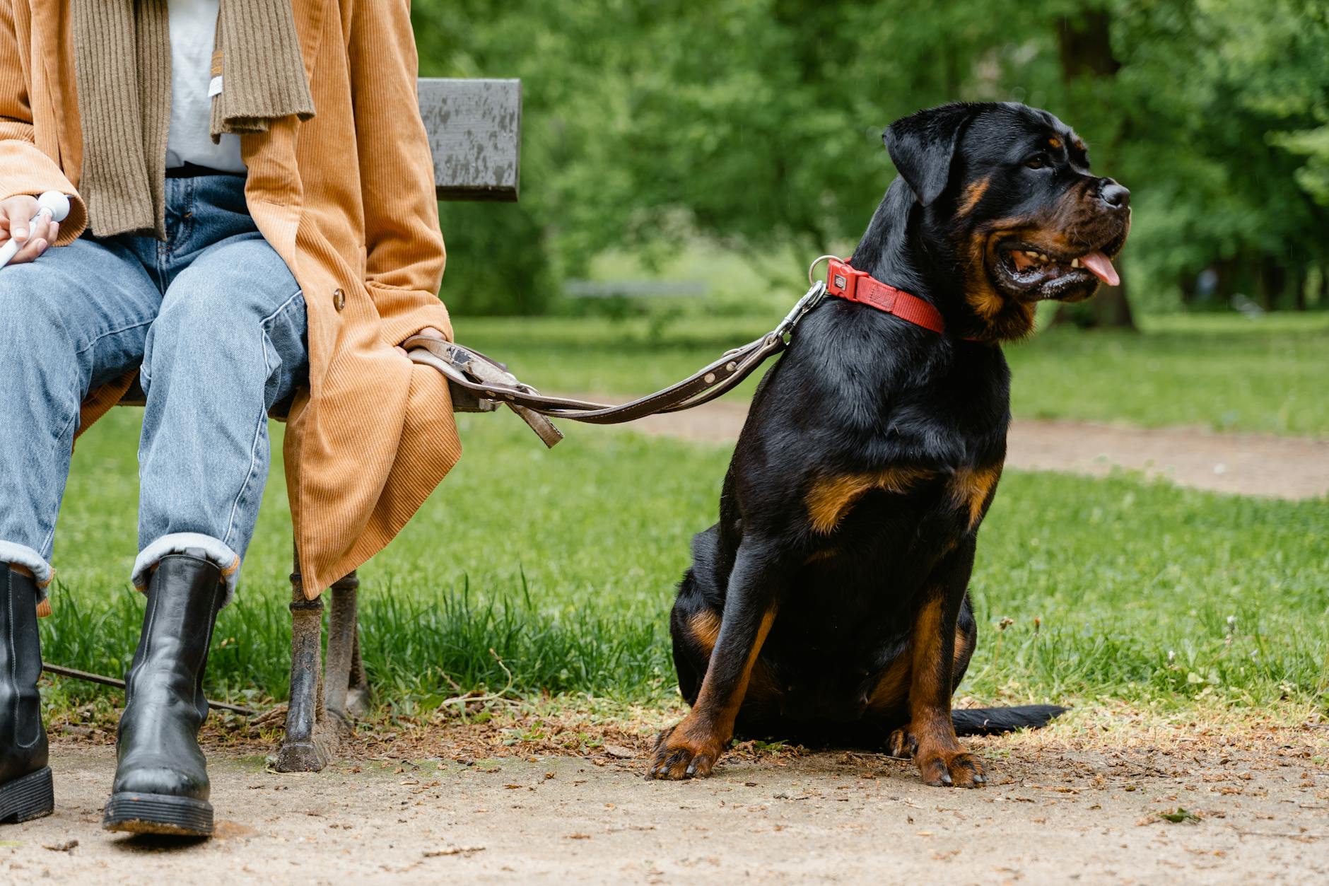 Jak wybrać średnią lub dużą rasę psa, gdy masz mało czasu na codzienne spacery Rottweiler na smyczy siedzący przy właścicielu na ławce w zielonym parku
