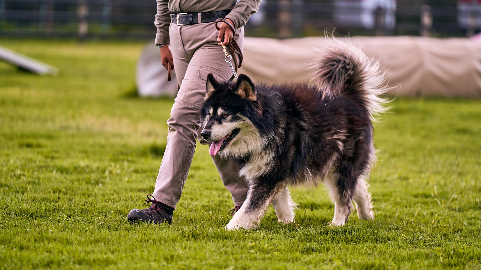 Spacer z psem rasy alaskan malamute po zielonej łące