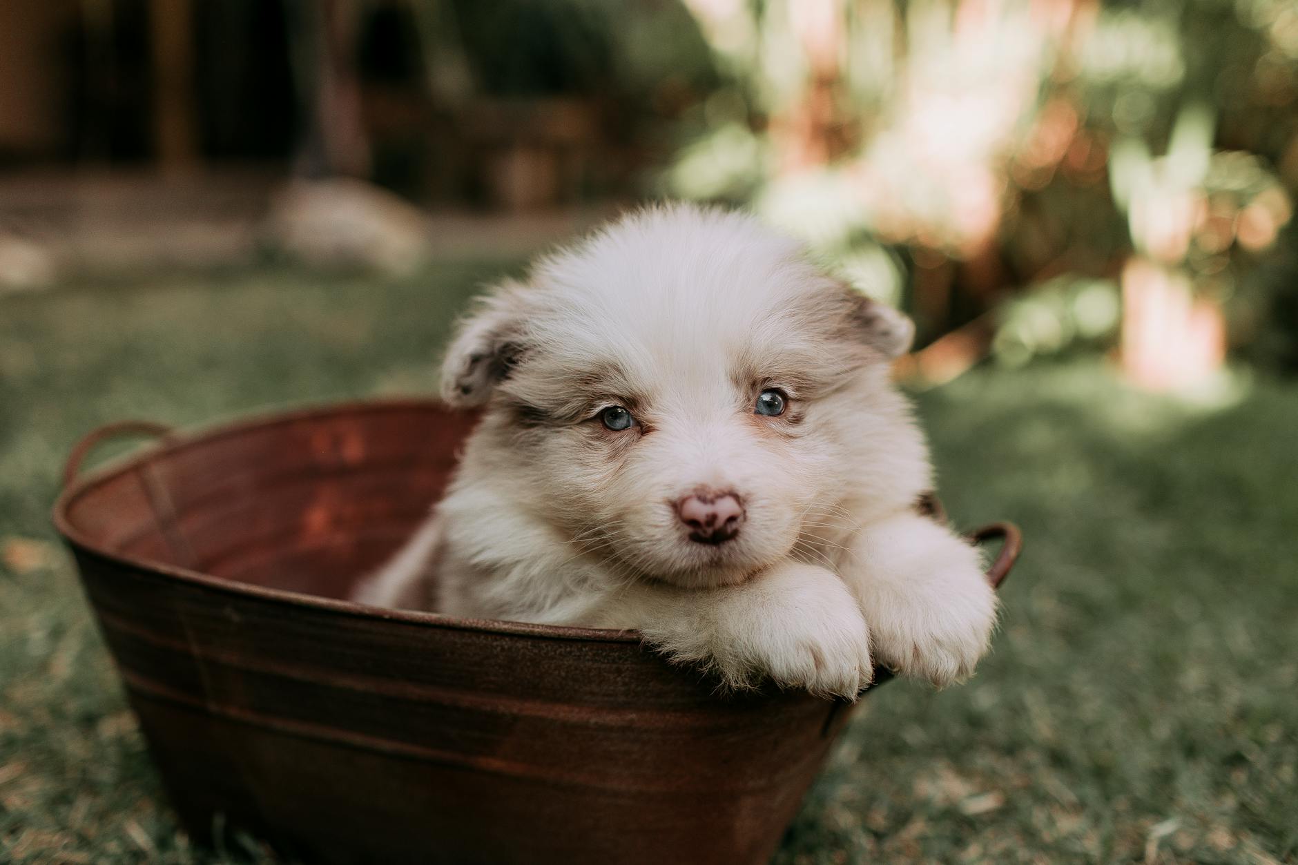 Szczeniak modnej rasy leży w metalowej balii na trawie na podwórku