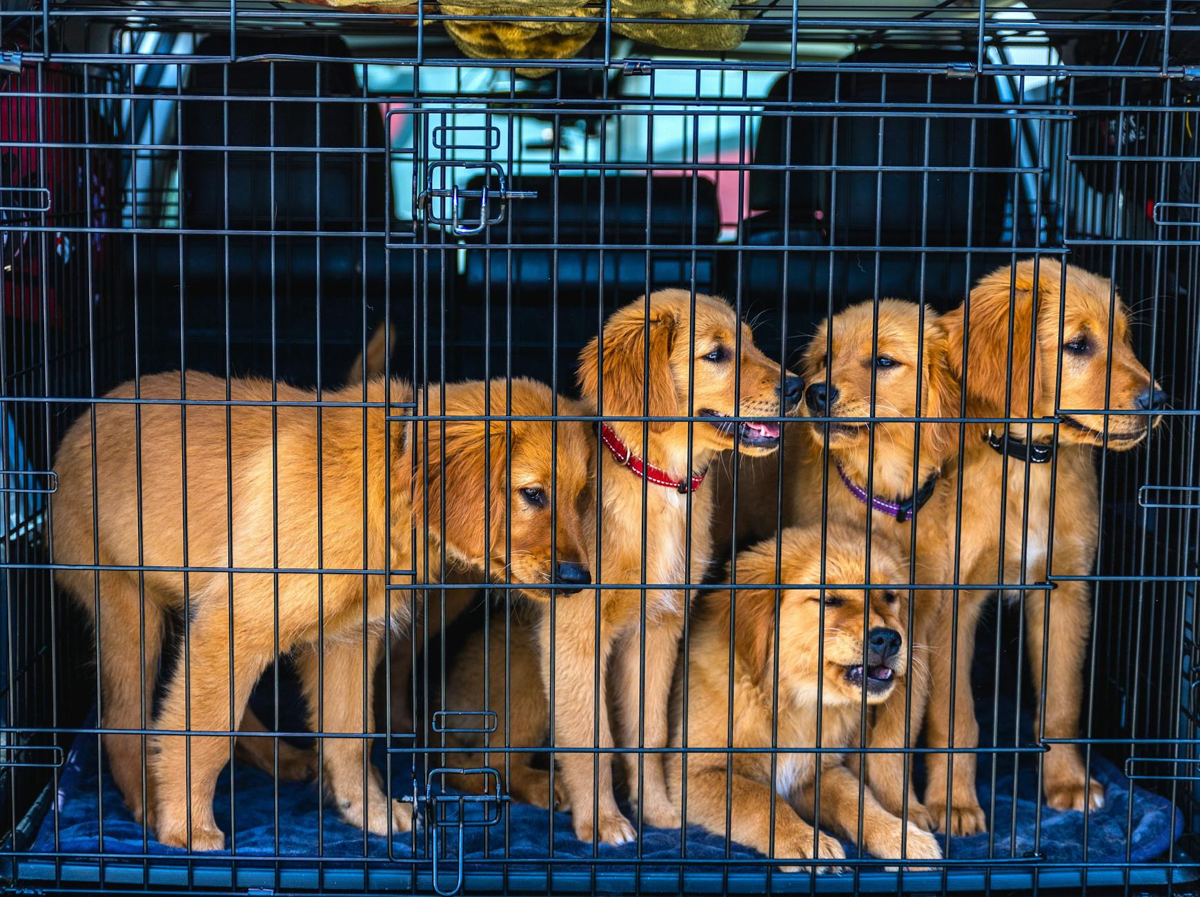 Szczeniaki golden retrievera w transporterze samochodowym przed podróżą