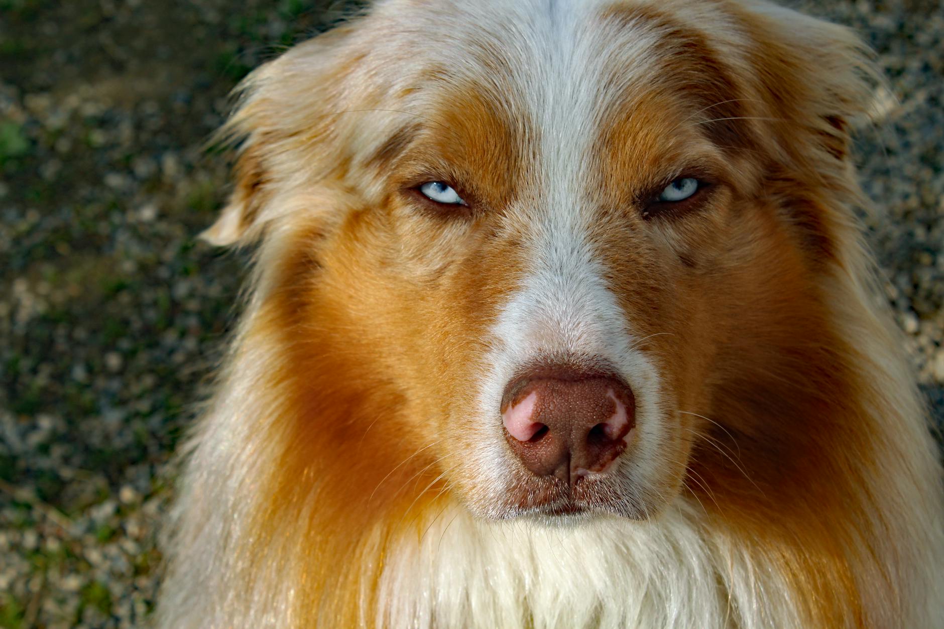 Zbliżenie na blue merle australian shepherda o niebieskich oczach