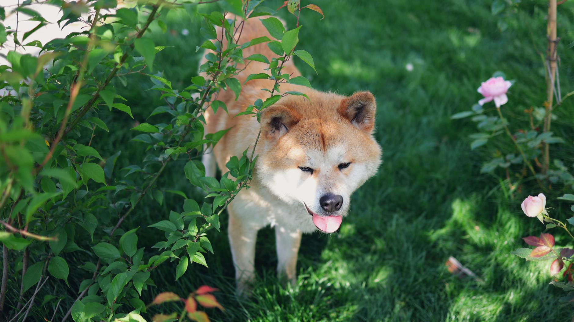 Akita inu odpoczywająca w słonecznym, zielonym ogrodzie