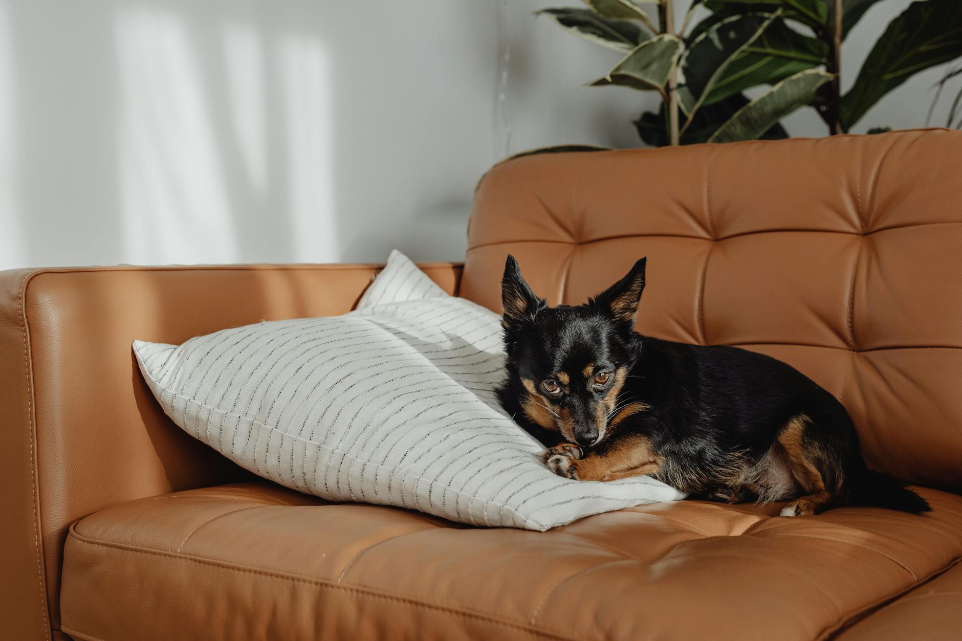 Chihuahua leżący na skórzanej kanapie z poduszką w przytulnym mieszkaniu