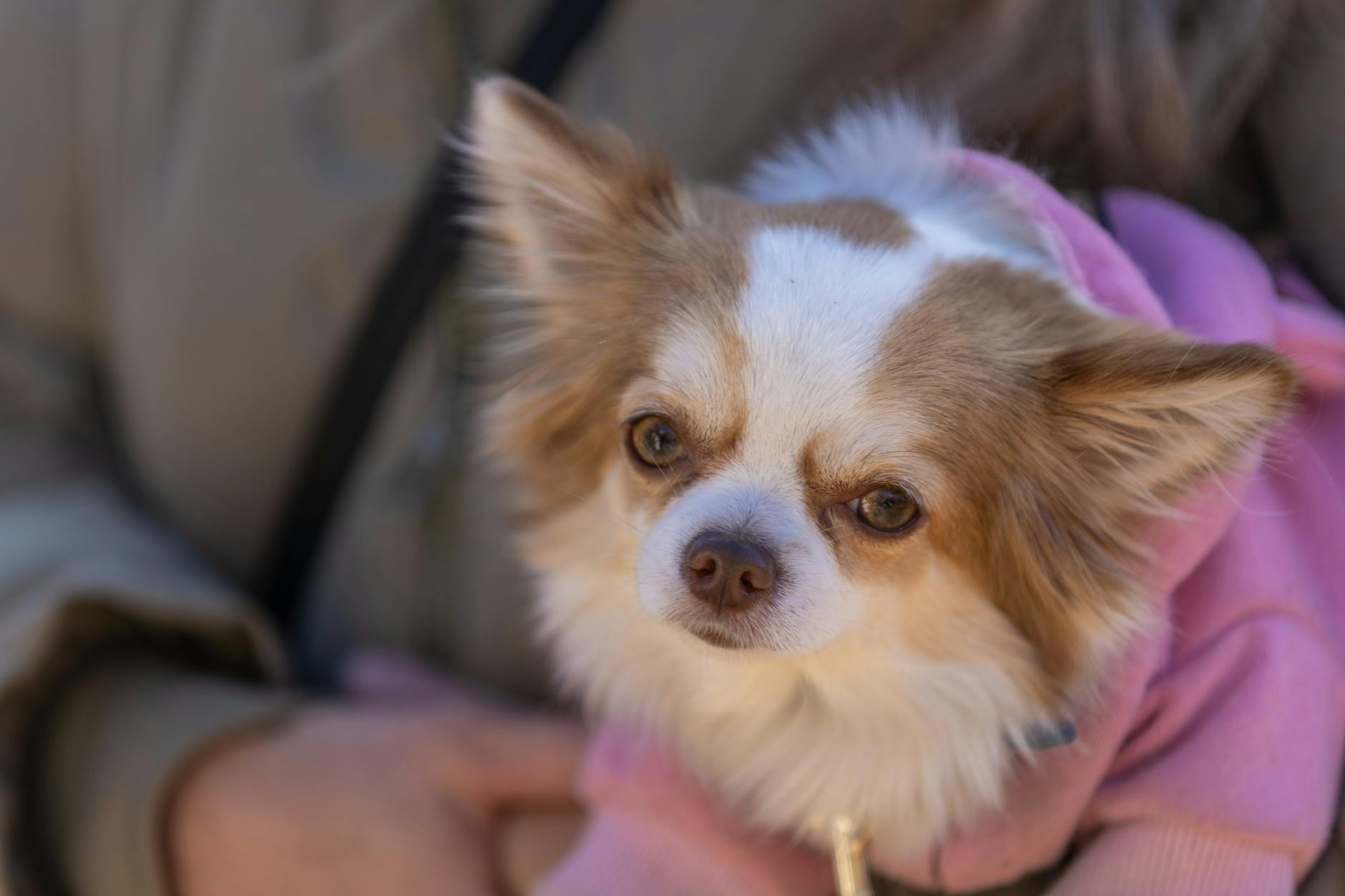 Chihuahua w różowym swetrze trzymany na rękach na dworze