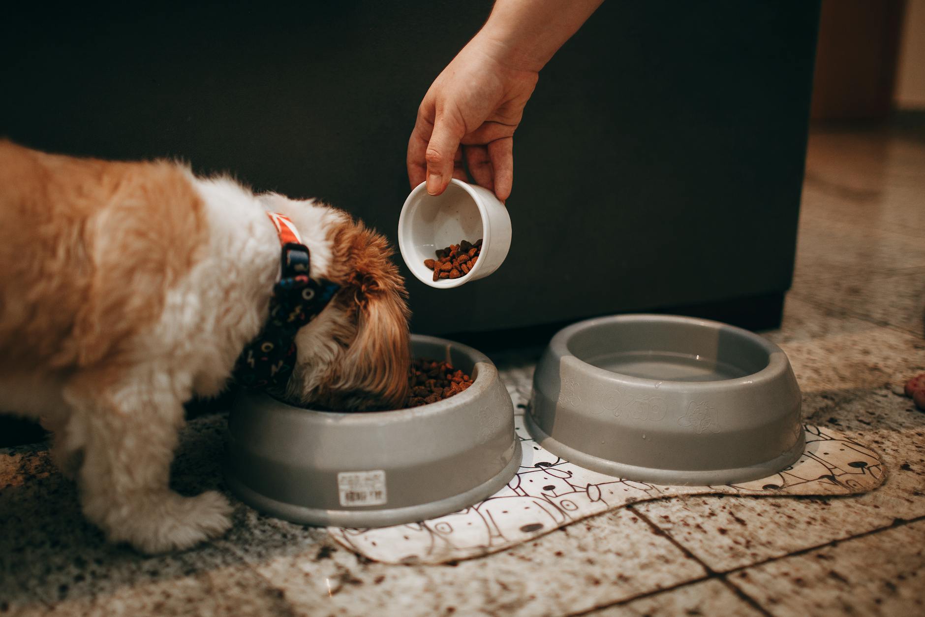Dłoń karmiąca szczeniaka shih tzu w domu, nauka opieki nad psem