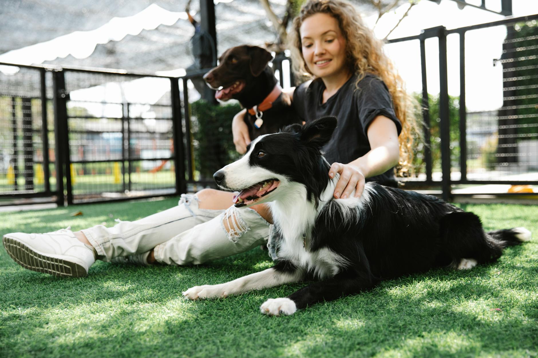 Kobieta głaszcze border collie i psa myśliwskiego na letniej łące