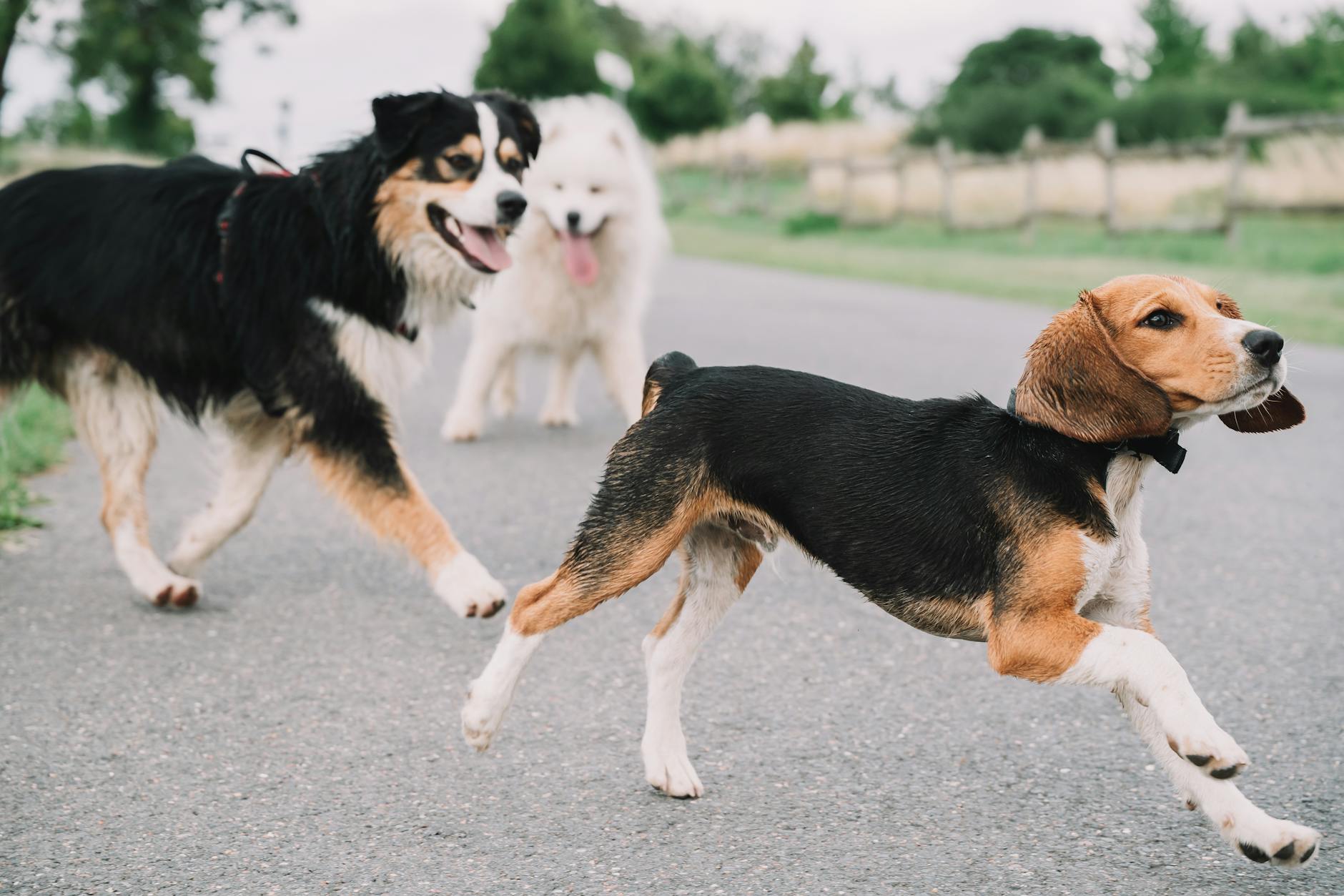 Trzy psy, w tym beagle, biegną radośnie po wiejskiej drodze Trzy psy, w tym beagle, biegną radośnie po wiejskiej drodze