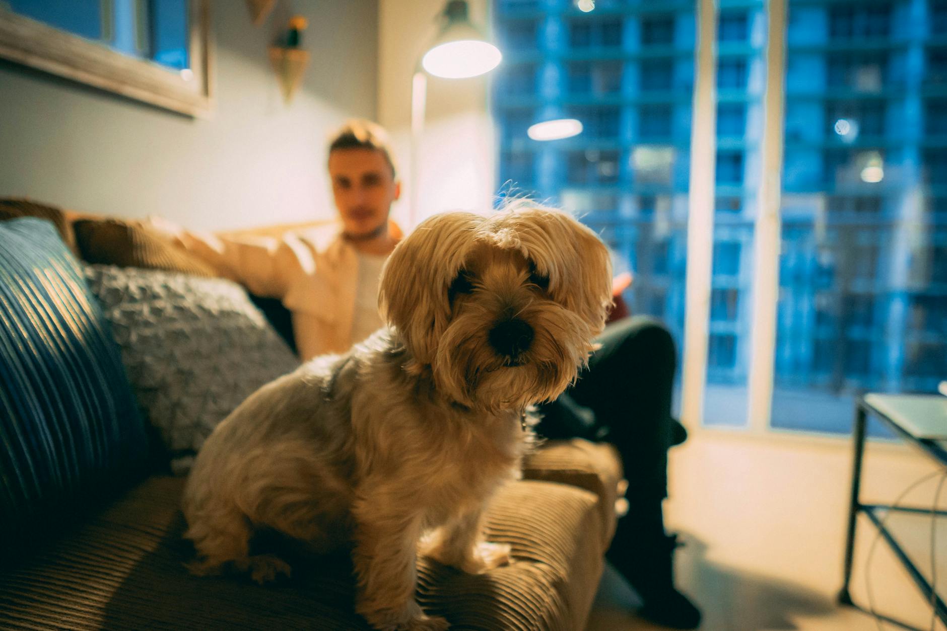Pies w mieszkaniu w bloku a hałas: które rasy szczekają najmniej Yorkshire terrier siedzi na kanapie w mieszkaniu, w tle właściciel
