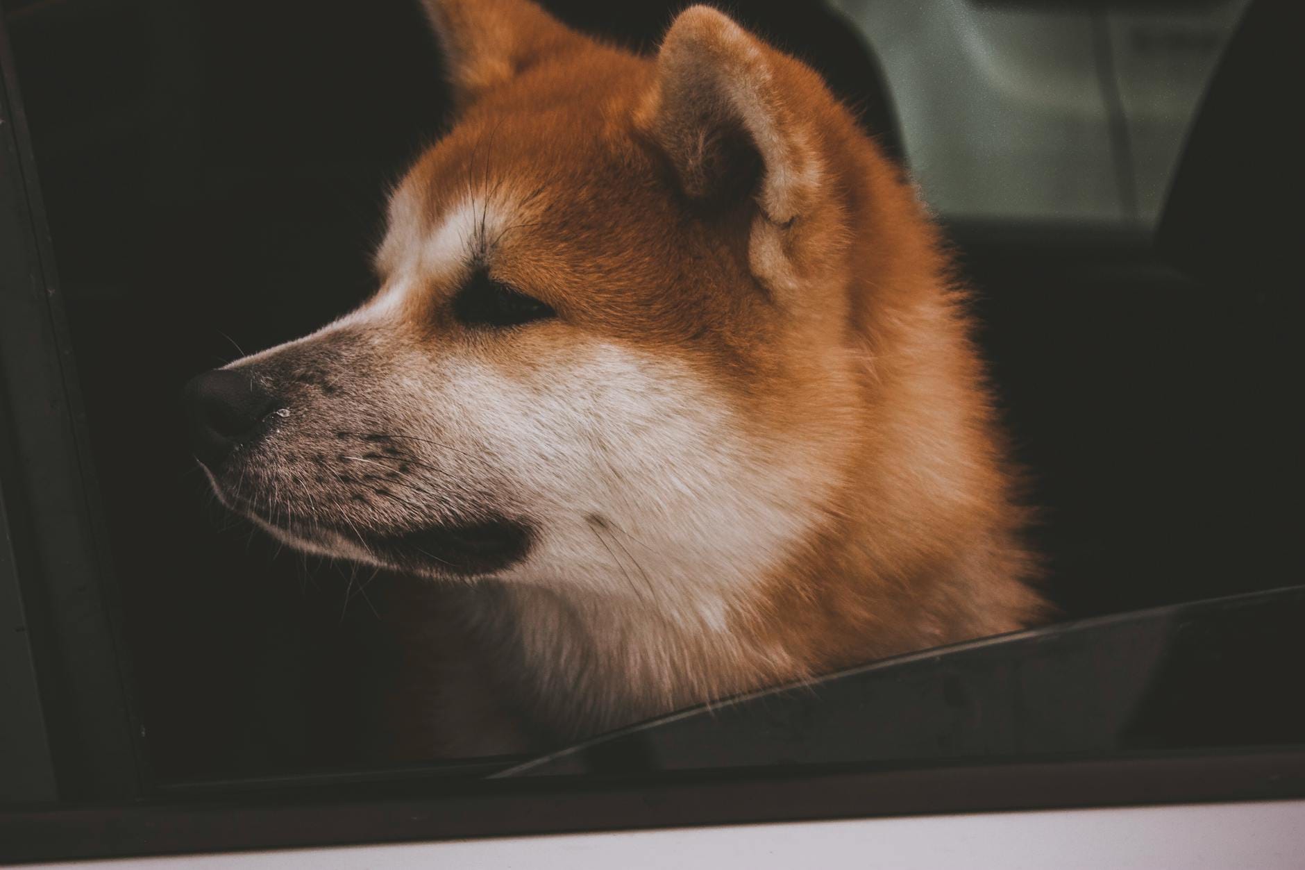 Shiba inu a akita inu – porównanie japońskich ras dla miłośników niezależnych charakterów psów Zamyślony shiba inu wygląda przez okno jadącego auta