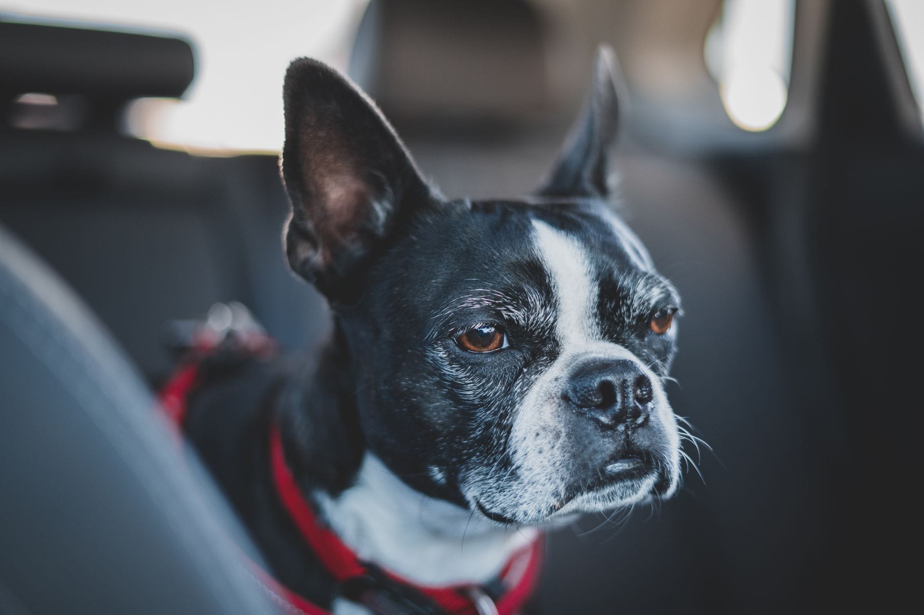 Boston Terrier w czerwonej obroży siedzi w samochodzie podczas podróży