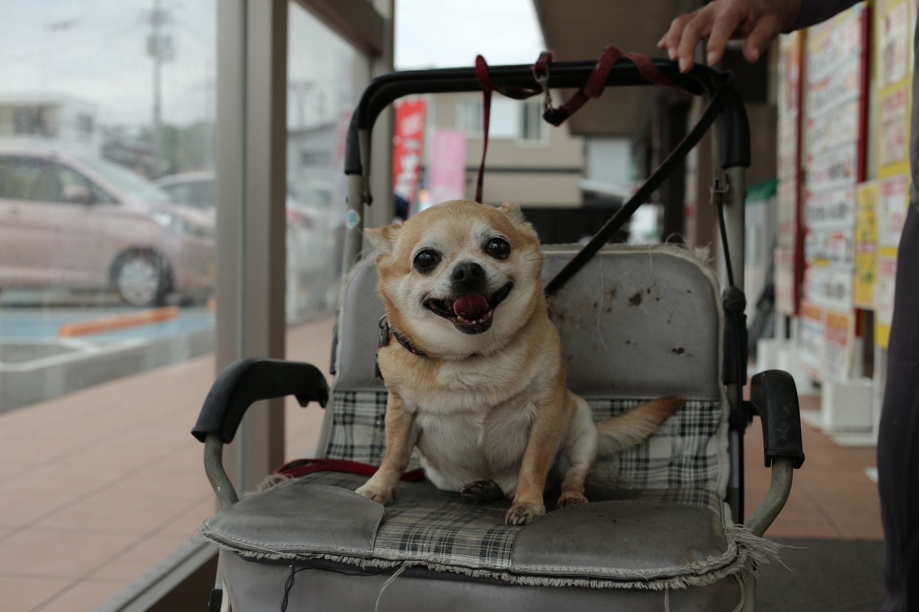 Chihuahua w wózku dla zwierząt podczas spaceru po chodniku