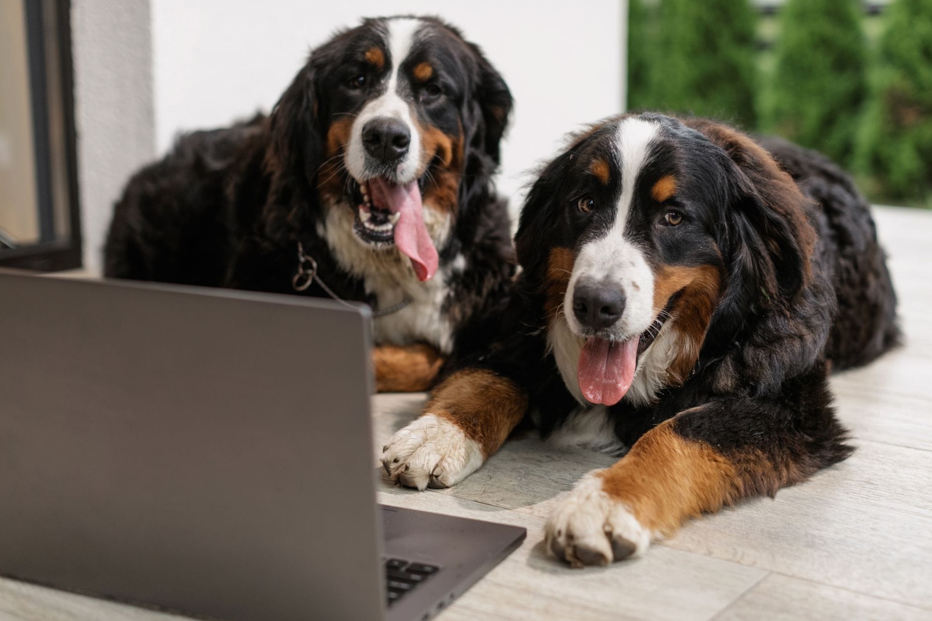 Dwa berneńczyki leżą na ganku obok otwartego laptopa