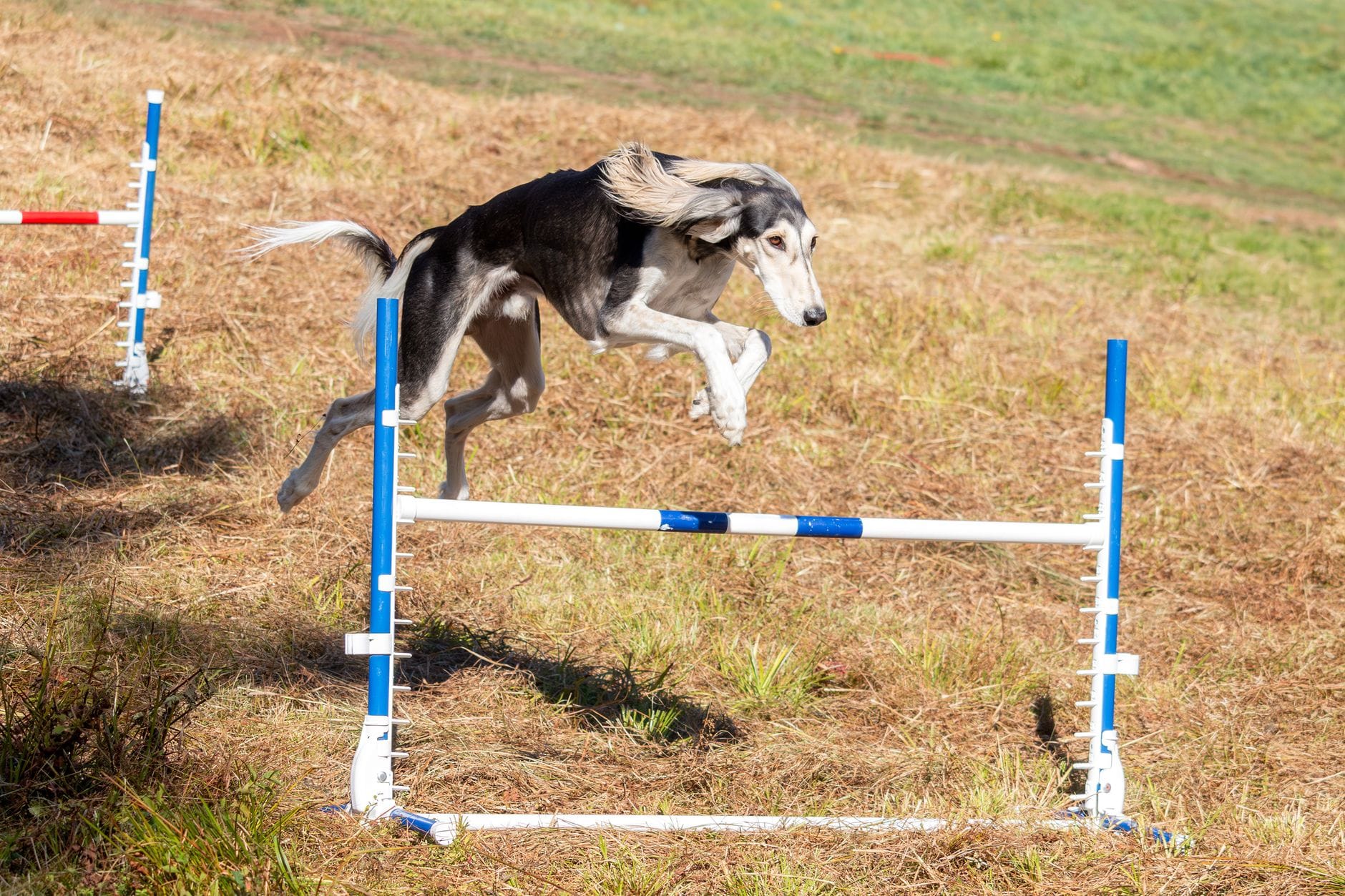 Rasy psów stworzone do agility: przegląd najlepszych kandydatów dla początkujących Saluki przeskakuje przez przeszkodę na zewnętrznym torze agility