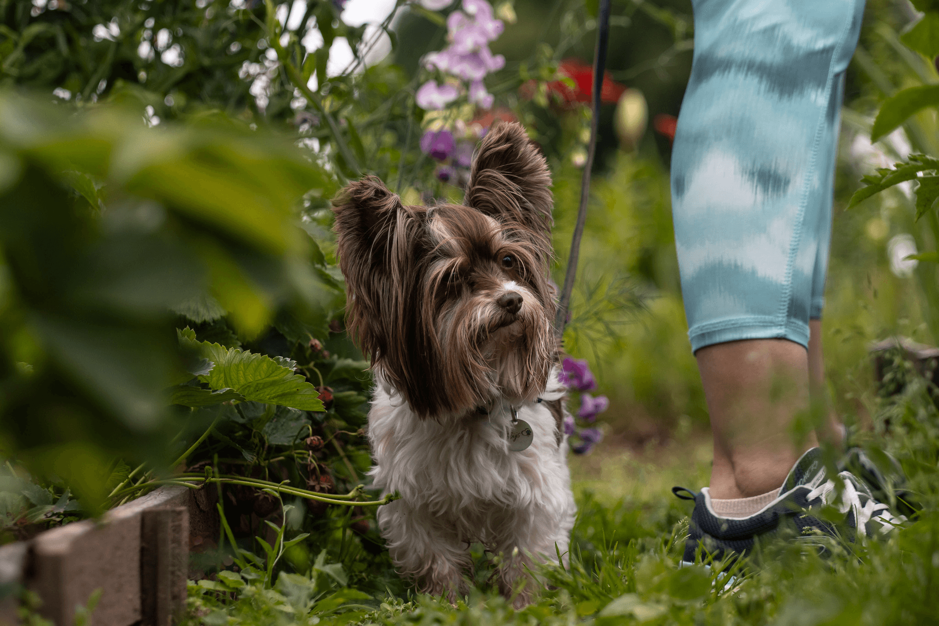 Yorkshire terrier z właścicielem w zielonym letnim ogródku