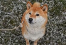 Basenji a Shiba Inu: porównanie czystości, braku szczekania i trudności w przywołaniu na spacerze