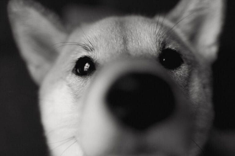 Czarno-białe zbliżenie pyska psa rasy Shiba Inu