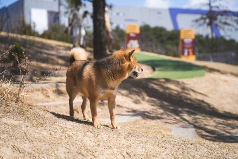 Shiba Inu stojący w słonecznym parku 彩神争霸代理