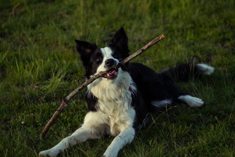 Border Collie bawiący się patykiem na zielonej łące