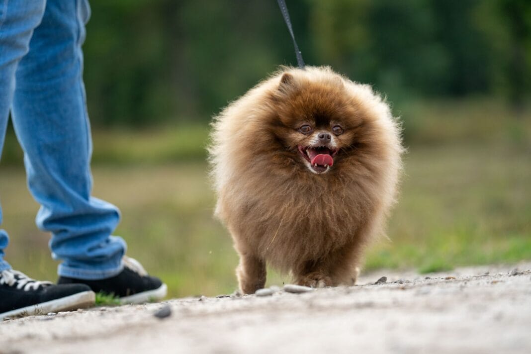 Pomeranian na smyczy podczas spaceru z opiekunem w słoneczny dzień
