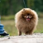 Pomeranian na smyczy podczas spaceru z opiekunem w słoneczny dzień