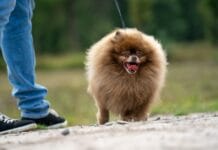 Pomeranian na smyczy podczas spaceru z opiekunem w słoneczny dzień