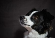 Tych ras unikaj na start. Dlaczego Border Collie i Husky to zły wybór dla laika? Tych ras unikaj na start. Dlaczego Border Collie i Husky to zły wybór dla laika?